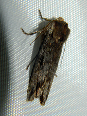 Xylena thoracica