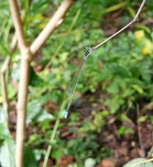 Aciagrion occidentale