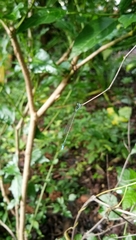 Aciagrion occidentale