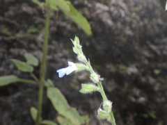 Salvia misella