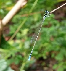 Aciagrion occidentale