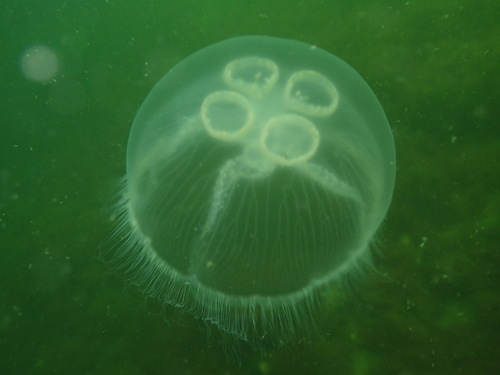 Common Moon Jelly, photo 5 of 10