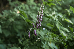 Aconitum moldavicum