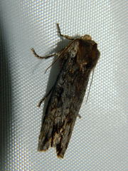 Xylena thoracica
