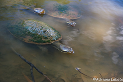 Emydura macquarii krefftii