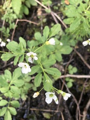 Cardamine amara