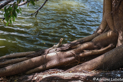 Intellagama lesueurii lesueurii