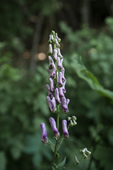 Aconitum moldavicum