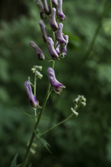 Aconitum moldavicum