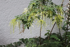 Ledenbergia peruviana