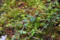 Mitchella undulata