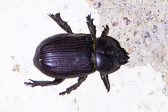 Hemiphileurus illatus