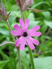 Microbotryum silenes-dioicae