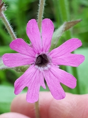 Microbotryum silenes-dioicae