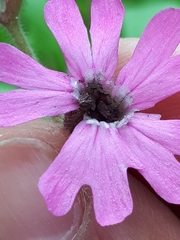 Microbotryum silenes-dioicae