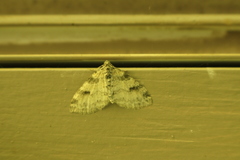 Lobophora nivigerata