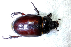 Oxygrylius ruginasus