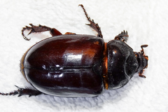 Oxygrylius ruginasus