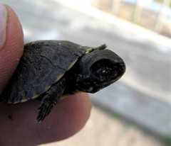 Emys orbicularis persica
