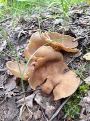 Helvella acetabulum