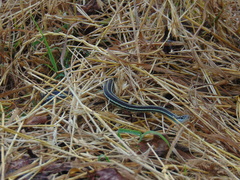 Thamnophis proximus proximus
