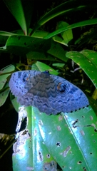 Erebus walkeri