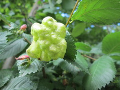 Eriosoma lanuginosum