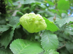 Eriosoma lanuginosum