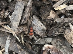 Pseudomethoca propinqua