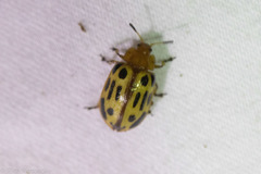 Chrysomela texana