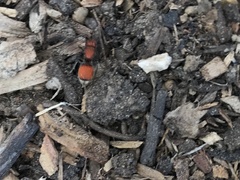 Pseudomethoca propinqua