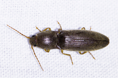 Conoderus parallelus