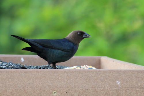 Brown-headed Cowbird photographed in Maryland