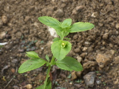 Mecardonia procumbens