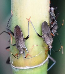 Notobitus meleagris