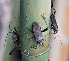 Notobitus meleagris