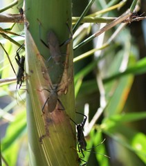 Notobitus meleagris