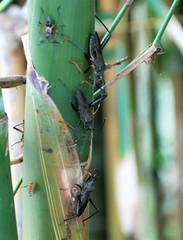 Notobitus meleagris