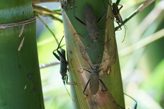 Notobitus meleagris