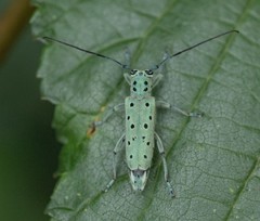 Saperda punctata