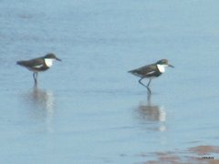 Erythrogonys cinctus