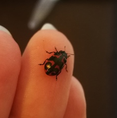 Chrysomela lapponica