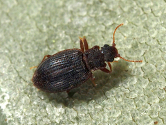 Latridiinae