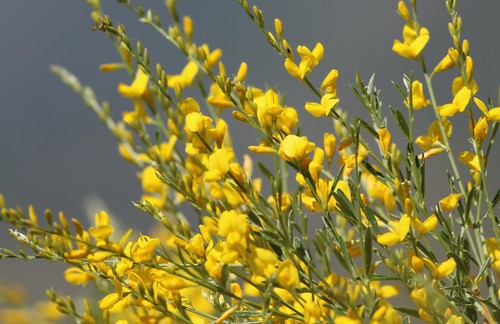 Genista florida L.