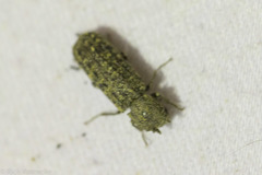 Lichenophanes bicornis