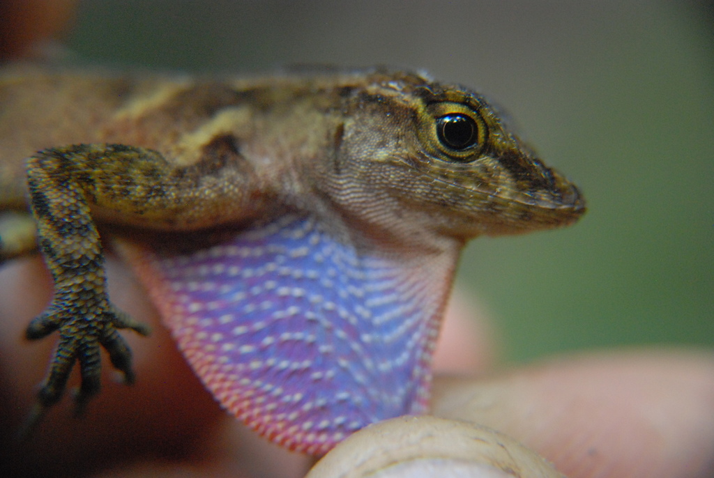 Coban Anole