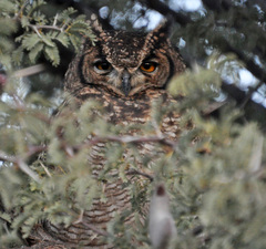 Bubo