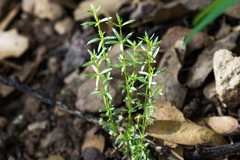 Galium microphyllum