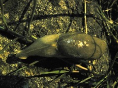 Drusia ibera