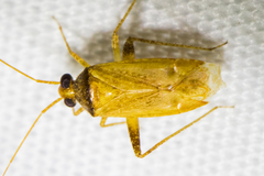Phytocoris ramosus